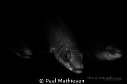 BLACK by Paal Mathiesen 